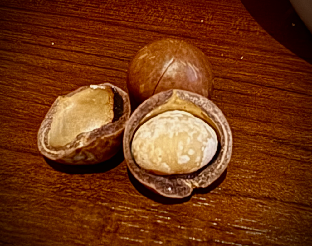 殻のついたマカダミアナッツ